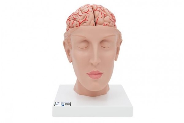 model ludzkiego mózgu z tętnicami u podstawy głowy, 8 części - 3b smart anatomy - 1017869 [c25] 3b scientific modele anatomiczne 2